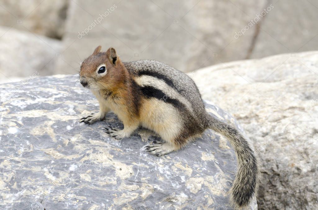 chipmunk squirrel on the shores of Lake Louise in Canada