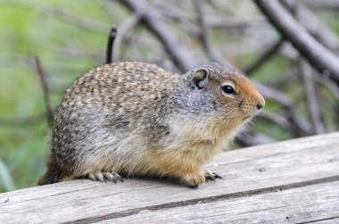 Kanada'da Louise Gölü onun in yakınında sincap
