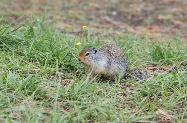 Ardilla Cerca Guarida Lago Louise Canadá — Foto de Stock