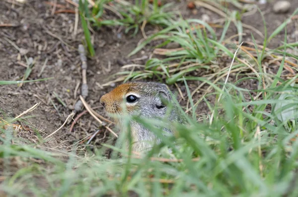 松鼠靠近他在加拿大路易斯湖的巢穴 — 图库照片