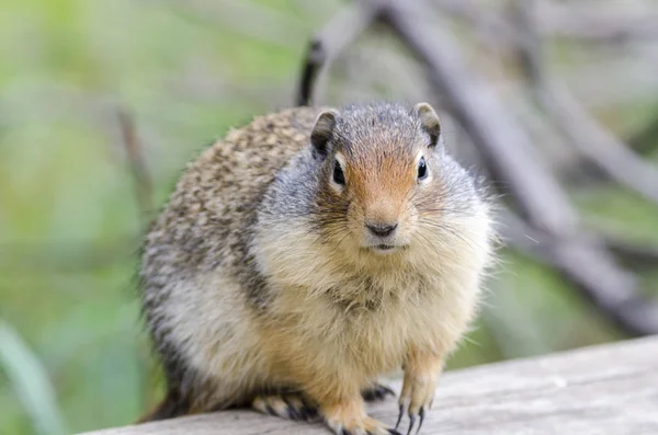 Eichhörnchen Der Nähe Seiner Höhle Lake Louise Kanada — Stockfoto