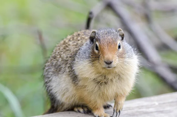 Eichhörnchen Der Nähe Seiner Höhle Lake Louise Kanada — Stockfoto