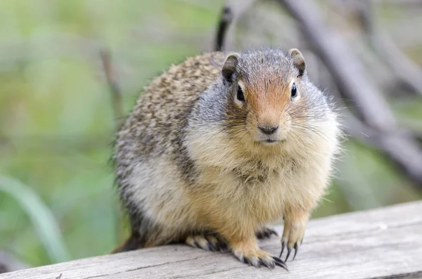 Eichhörnchen Der Nähe Seiner Höhle Lake Louise Kanada — Stockfoto