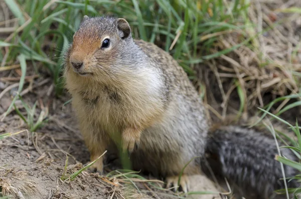 Ardilla Cerca Guarida Lago Louise Canadá — Foto de Stock