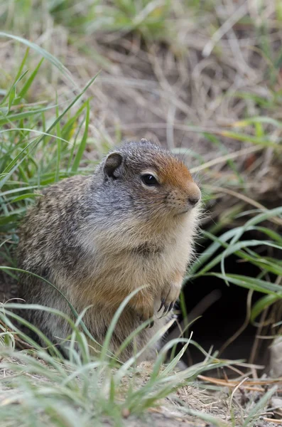 Ardilla Cerca Guarida Lago Louise Canadá — Foto de Stock