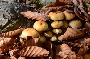 İtalya'da Liguria bir atın mu üzerinde adam eli