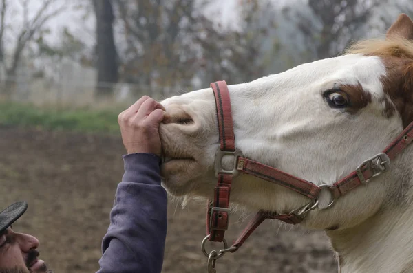 Männerhand Auf Dem Eines Pferdes Ligurien Italien — Stockfoto