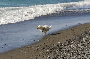 küçük beyaz köpek deniz dalgaları ile oynarken çalışan