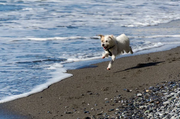 海の波で遊んでいる小さな白い犬 — ストック写真