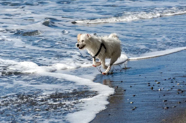 Pequeño Perro Blanco Corriendo Jugando Con Las Olas Del Mar — Foto de Stock