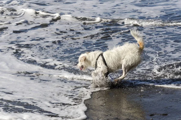 Kleine Witte Hond Running Spelen Met Golven Van Zee — Stockfoto