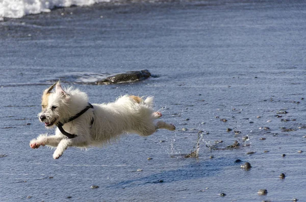 Küçük Beyaz Köpek Deniz Dalgaları Ile Oynarken Çalışan — Stok fotoğraf