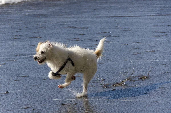 Pequeño Perro Blanco Corriendo Jugando Con Las Olas Del Mar — Foto de Stock