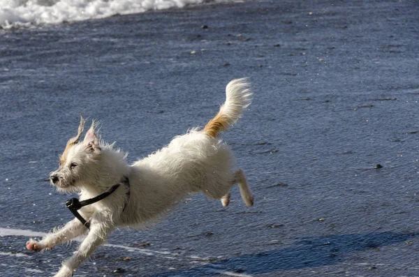 Küçük Beyaz Köpek Deniz Dalgaları Ile Oynarken Çalışan — Stok fotoğraf