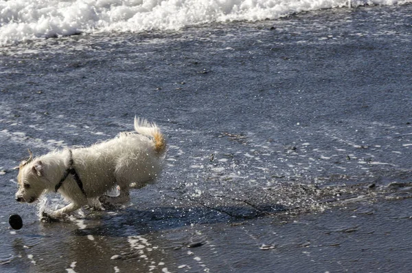 海の波で遊んでいる小さな白い犬 — ストック写真