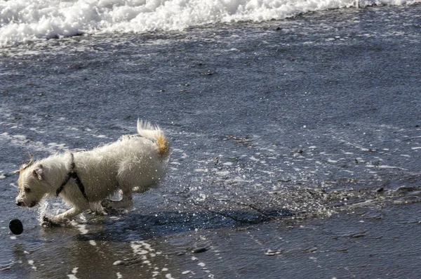 Pequeño Perro Blanco Corriendo Jugando Con Las Olas Del Mar — Foto de Stock