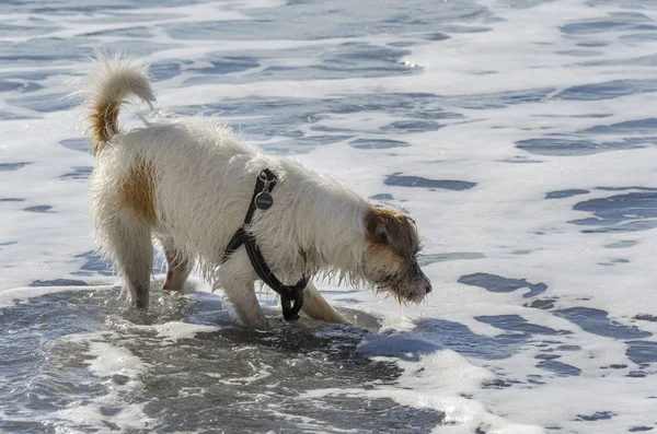 Küçük Beyaz Köpek Deniz Dalgaları Ile Oynarken Çalışan — Stok fotoğraf