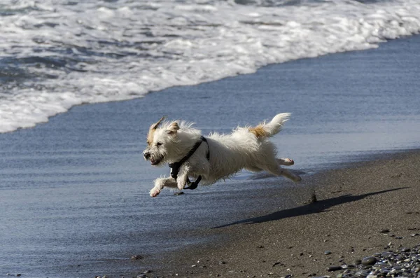 海の波で遊んでいる小さな白い犬 — ストック写真