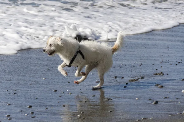 海の波で遊んでいる小さな白い犬 — ストック写真