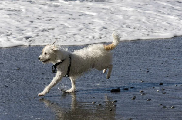 Pequeño Perro Blanco Corriendo Jugando Con Las Olas Del Mar — Foto de Stock