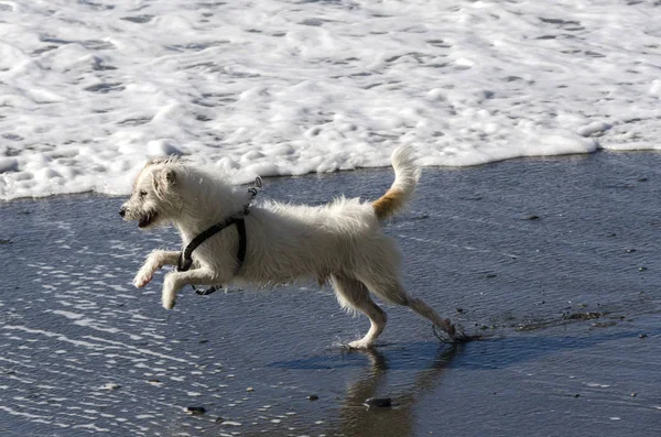 Kleine Witte Hond Running Spelen Met Golven Van Zee — Stockfoto