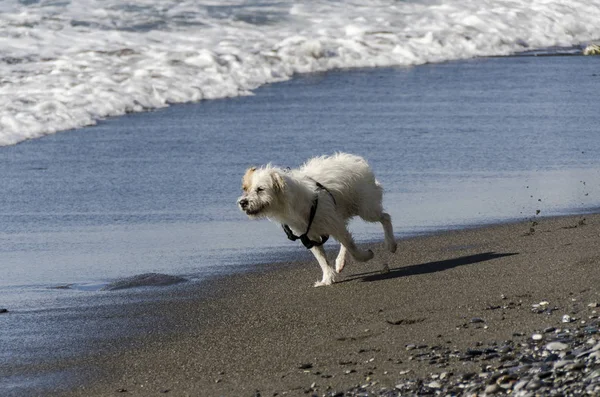 Pequeño Perro Blanco Corriendo Jugando Con Las Olas Del Mar — Foto de Stock