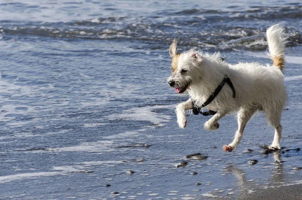 海の波で遊んでいる小さな白い犬 — ストック写真