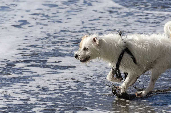 海の波で遊んでいる小さな白い犬 — ストック写真