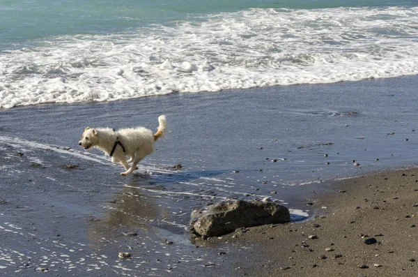 Pequeño Perro Blanco Corriendo Jugando Con Las Olas Del Mar — Foto de Stock