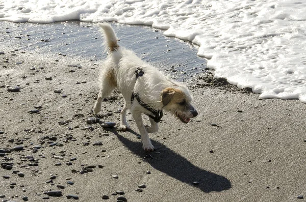 Küçük Beyaz Köpek Deniz Dalgaları Ile Oynarken Çalışan — Stok fotoğraf