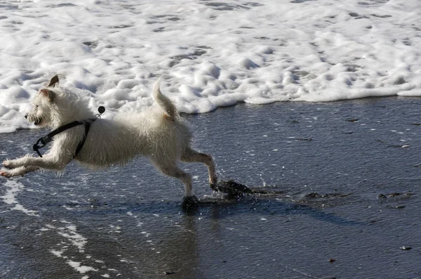 Kleiner Weißer Hund Der Mit Den Wellen Des Meeres Spielt — Stockfoto