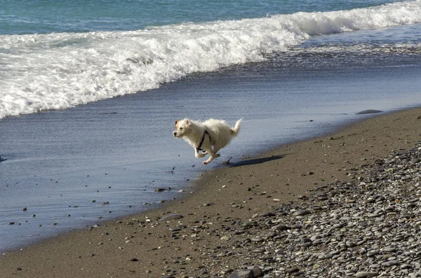 Pequeno Cão Branco Correndo Brincando Com Ondas Mar — Fotografia de Stock