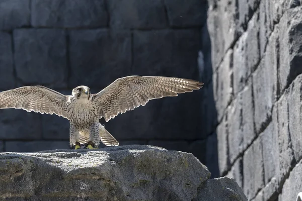 Adler Flug Während Einer Show — Stockfoto