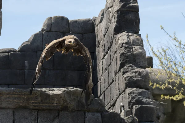 Aquila Volo Durante Uno Spettacolo — Foto Stock