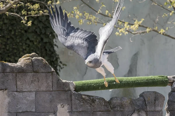 Adler Flug Während Einer Show — Stockfoto