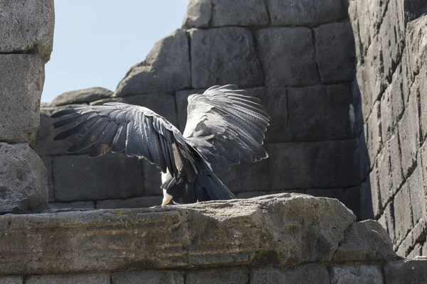 Adler Flug Während Einer Show — Stockfoto