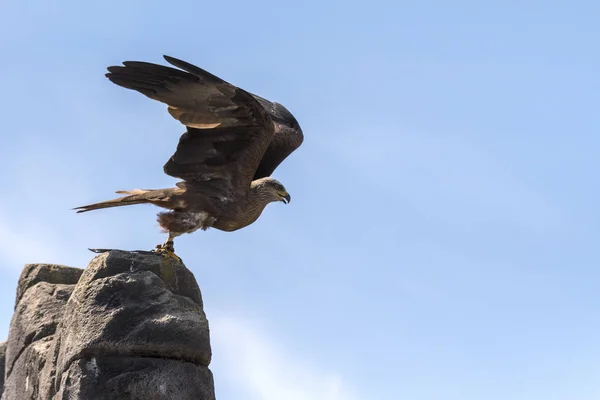 Adler Flug Während Einer Show — Stockfoto