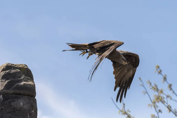 Adler Flug Während Einer Show — Stockfoto