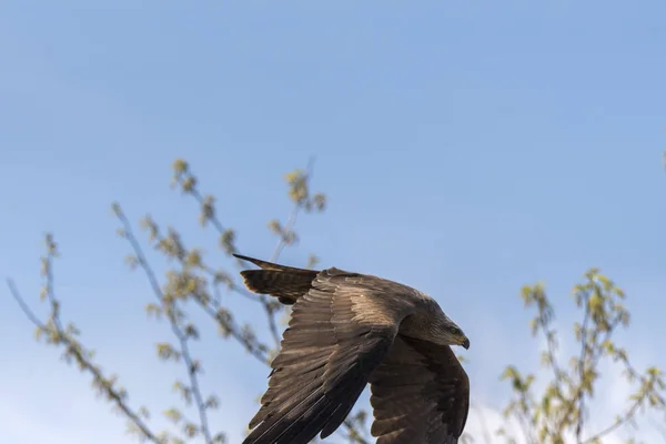 Adler Flug Während Einer Show — Stockfoto