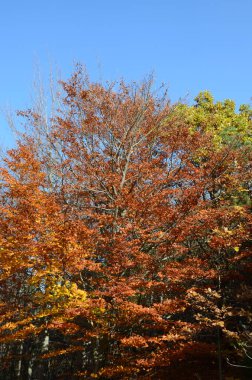 sonbahar manzara dağlarda Cenova İtalya Liguria