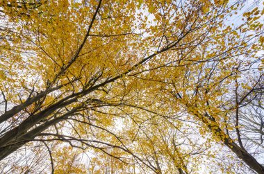 sonbahar manzara dağlarda Cenova İtalya Liguria