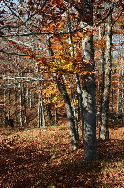 Herbstlandschaft Auf Den Bergen Genuas Ligurien Italien — Stockfoto