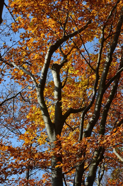 意大利的热那亚山地秋季景观 — 图库照片