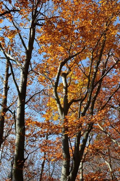 Jesienny Krajobraz Górach Genui Ligurii Włoszech — Zdjęcie stockowe