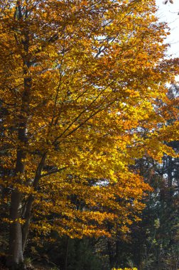 sonbahar manzara dağlarda Cenova İtalya Liguria