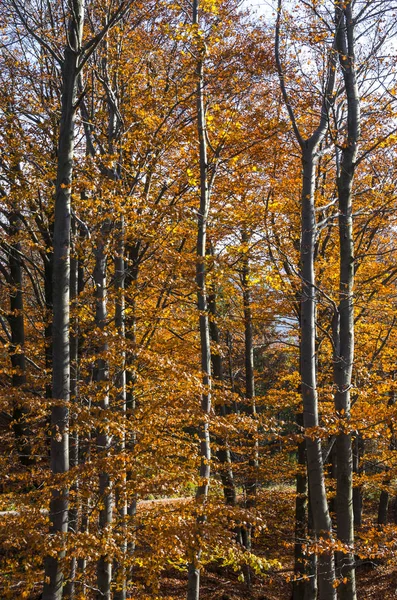 Outono Paisagem Nas Montanhas Génova Ligúria Itália — Fotografia de Stock