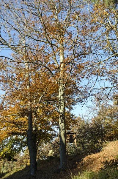 Paisaje Otoño Las Montañas Génova Liguria Italia — Foto de Stock