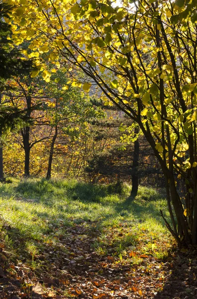 Осенний Пейзаж Горах Генуи Лигурии Италии — стоковое фото