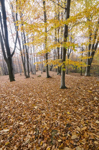 Herbstlandschaft Auf Den Bergen Genuas Ligurien Italien — Stockfoto