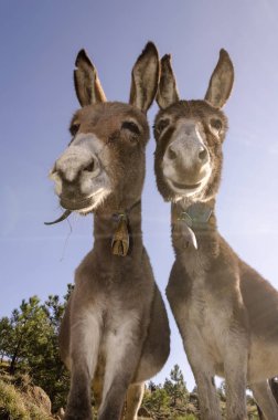 eşek Praglia Yaylası İtalya Liguria bir çayır üzerinde